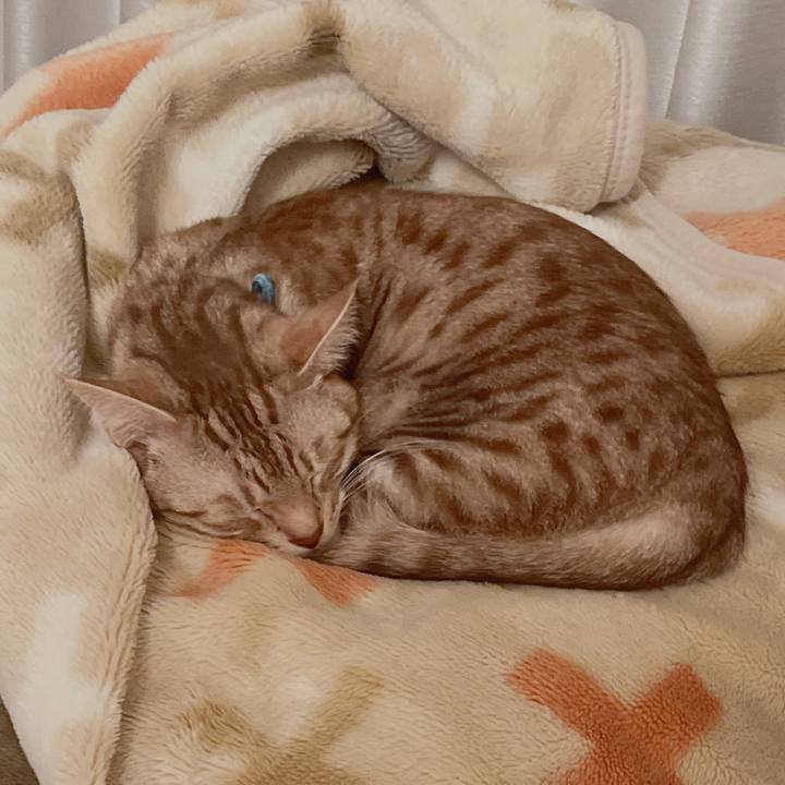 Acf9337c c498 4b22 8694 a86a1356659f 1672569886982