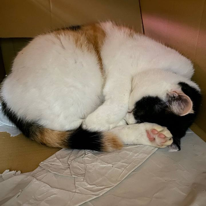 Acfa26fb d7ae 43ab 91f1 95af7cfa7b1f 1730993473775