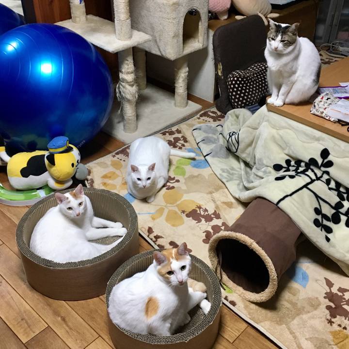 Acfc8aac 8e6f 4633 a212 4a66905d1b5f 1518354247959