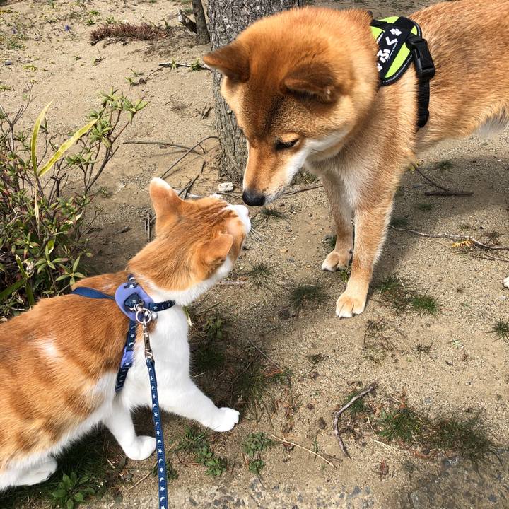 Acfe41cc 99ad 4ffd 846d 4ba0589bda53 1554599104925