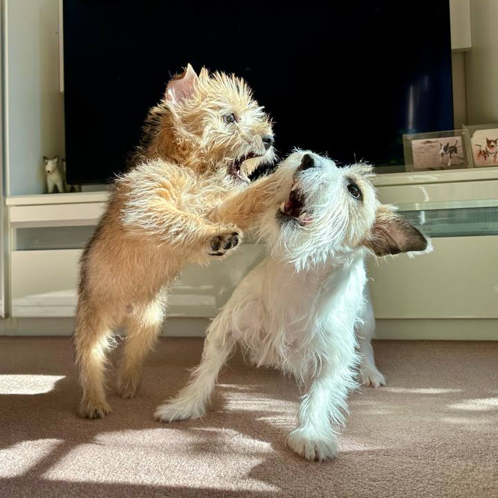 Acff0d0d 9e7b 480d 837e d63ba32b98de 1703774166931