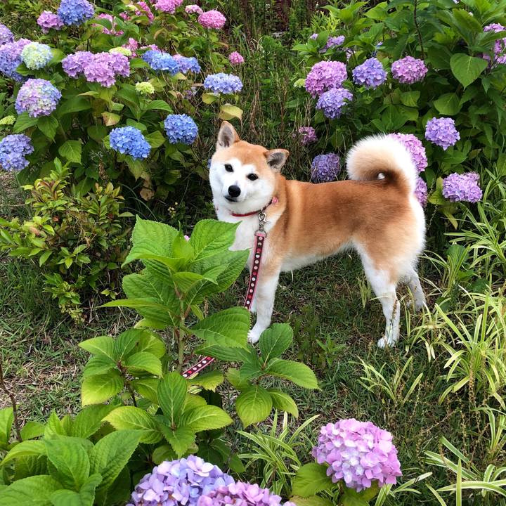 Acfff6de 2448 4514 a8d2 85b6bb8d79a8 1591308377155