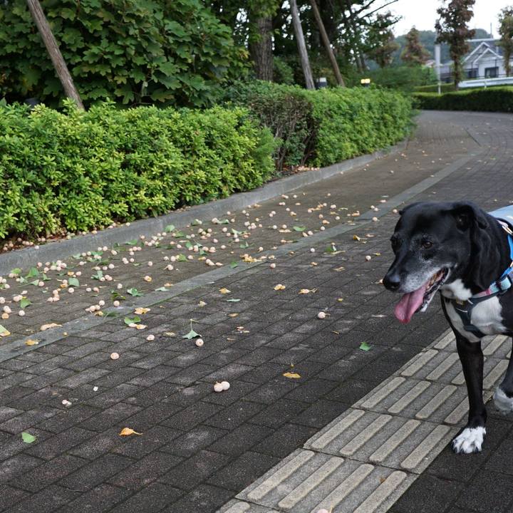 Ad0145d9 41ab 4526 940a 71c858a7c5fd 1759624420547