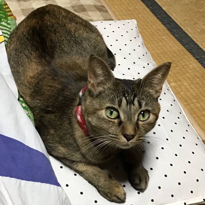 Ad0510ed b9e1 4152 aa28 e059e999c69e 1608460659871