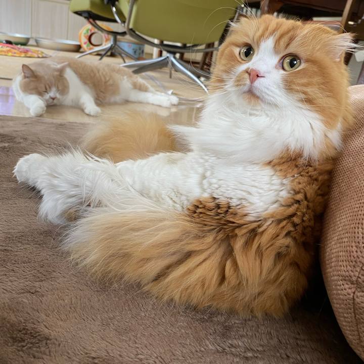 Ad07af28 8a90 4968 9e42 f42390b1e19f 1602915607083