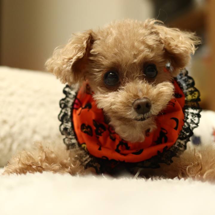 Ad08e151 e3d8 42ee 8334 b836e2b58590 1602945517358