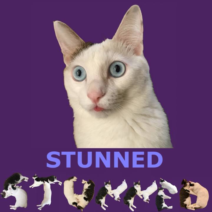 Ad0adb39 1958 4923 9b1e b2f1c15f515d 1666912035503