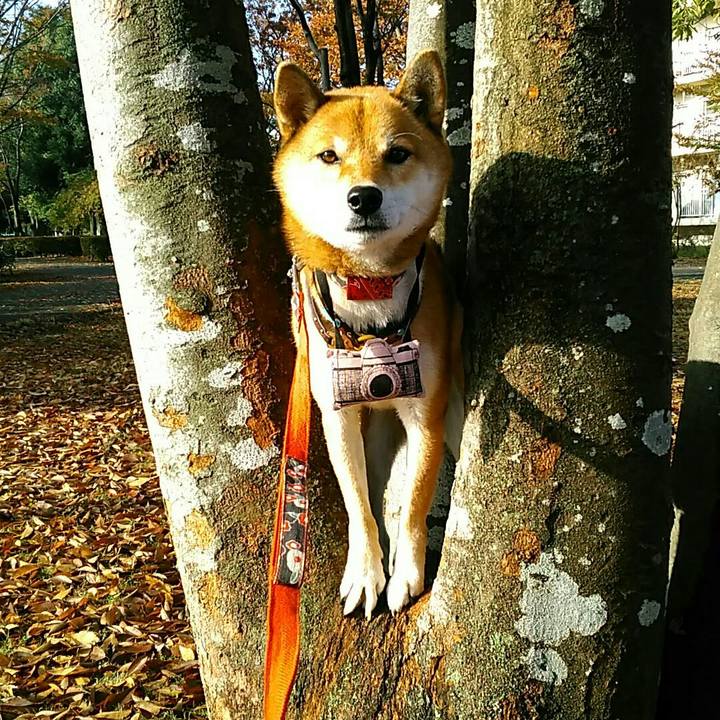 Ad102491 d5b0 4710 801d 86bd506b855d 1541838101567