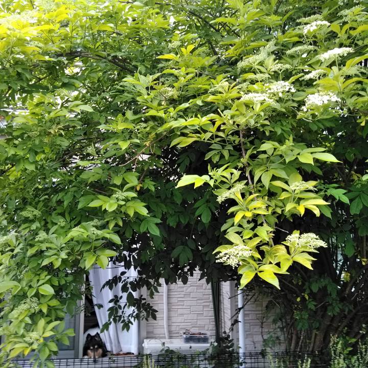 Ad10c825 4edf 4b07 9d59 eeeef6e0d600 1558929003014