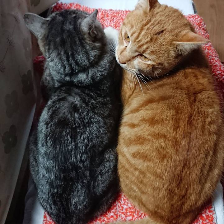 Ad11dc4a 1b29 4c67 80b0 815d52a604a8 1608067986915