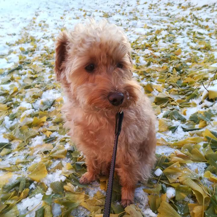 Ad154a05 574f 4ac8 8651 11d76560b079 1543016488996