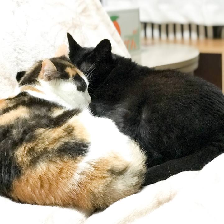 Ad15a360 1324 48fe 94ac ce2afd5b6b1b 1526568483166