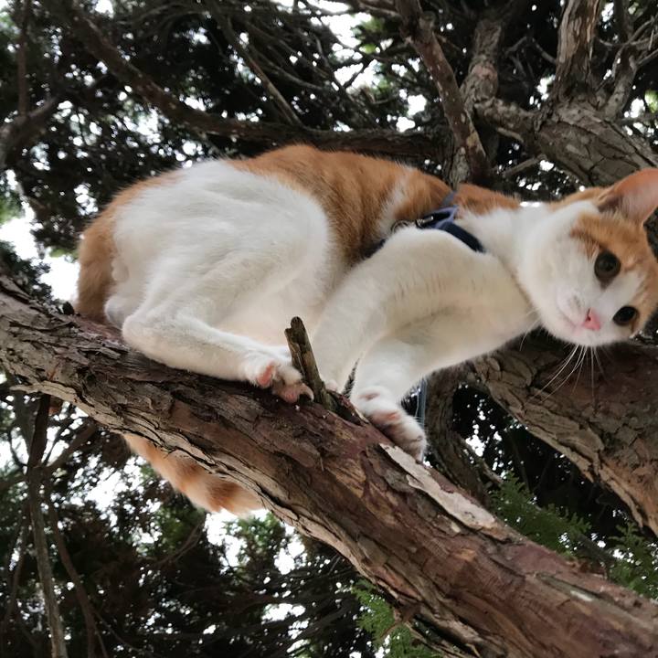 Ad166945 9320 4b34 bf74 a968b51a8df5 1512785911102