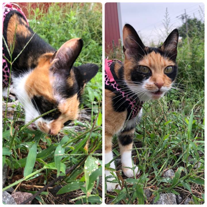 Ad18d256 5835 4945 951a c39ae3e509c2 1535672453899