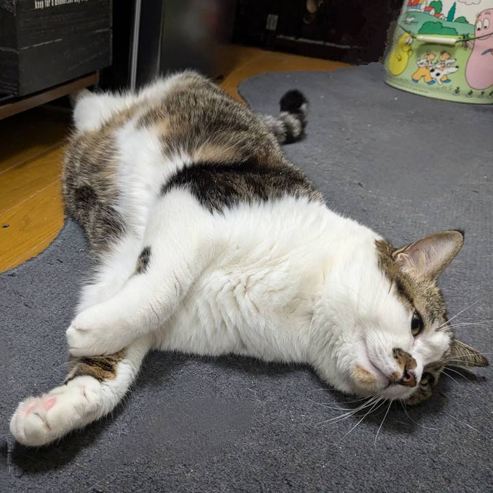 Ad1b95a6 6ea7 45ee 9dd5 ceaa793da69b 1732964749416