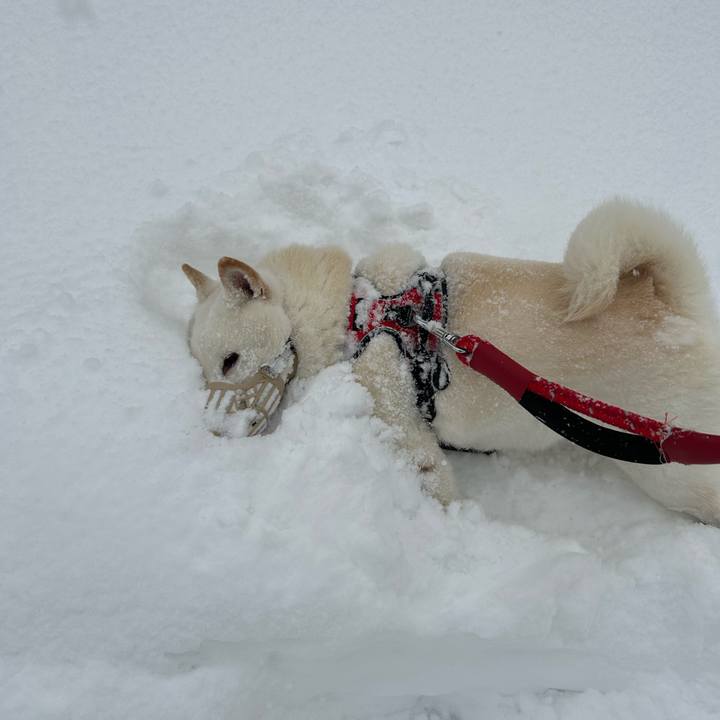 Ad1c2711 bd84 4a2f b268 9bc2459eeec9 1703978376049