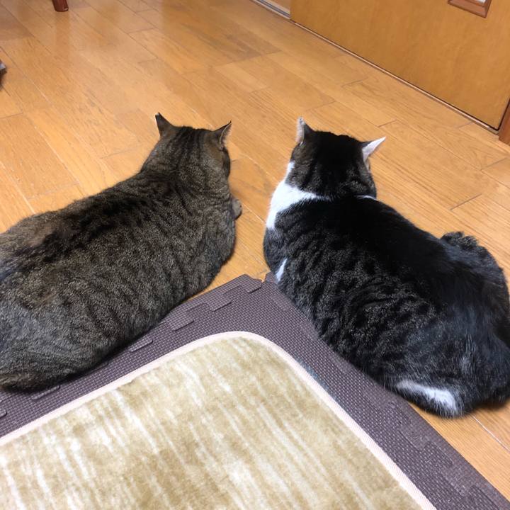 Ad1ddcaf 96d1 435c b0cd f8085ef7e82d 1551792052239