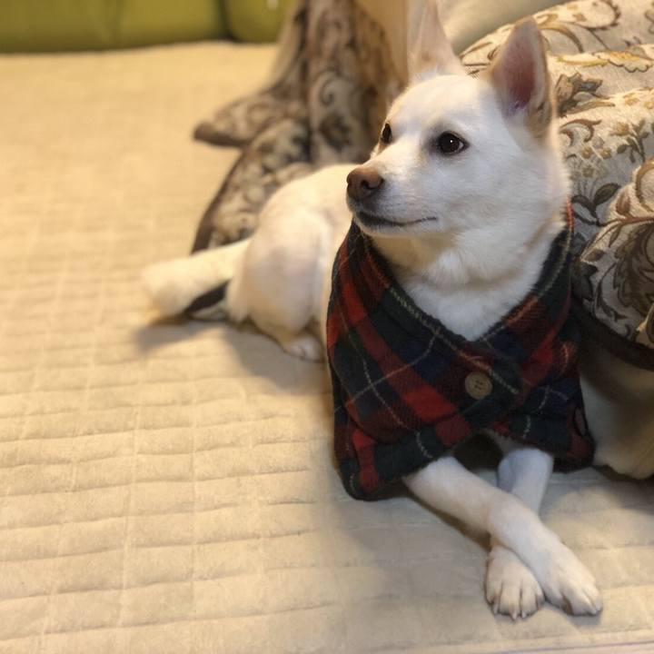 Ad258a05 4ccd 43f8 a6ac 9bb1fd61fa86 1518954430832