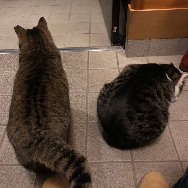 Ad29cda0 a50a 4104 b032 dbd7b4c9149c 1515766940722