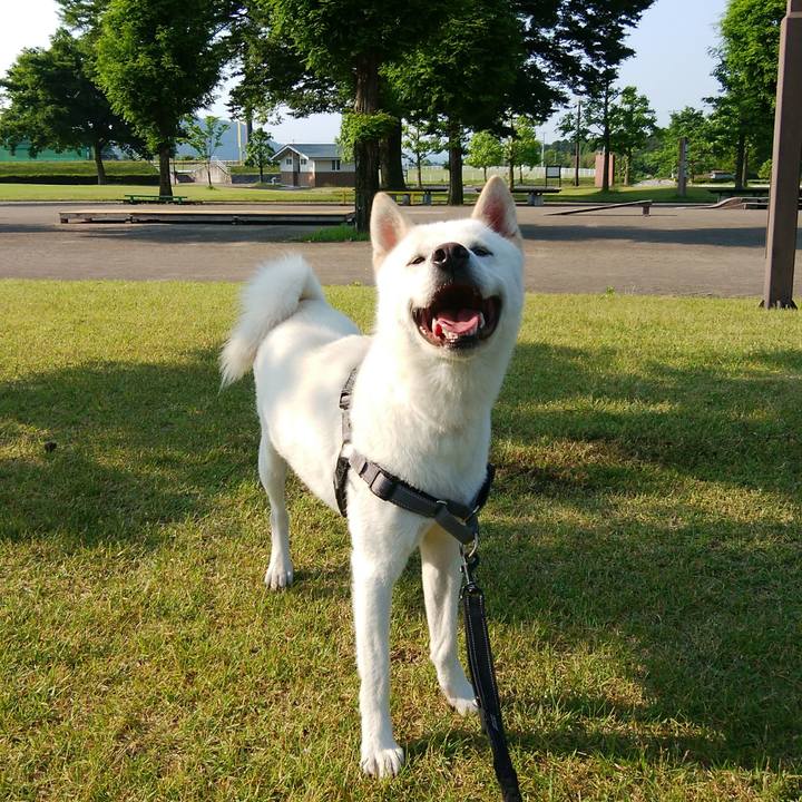 Ad2b321f 11a1 454a 8d6c ad36e00fe8f0 1527980649386