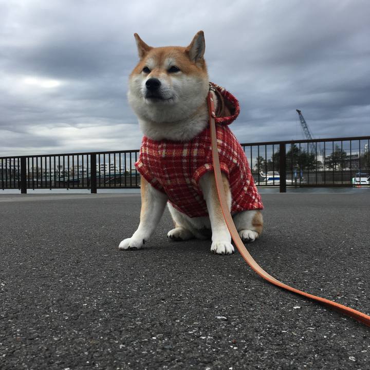 Ad2b6f75 93d3 4ddf 8ba2 55eeab36042d 1576216142587