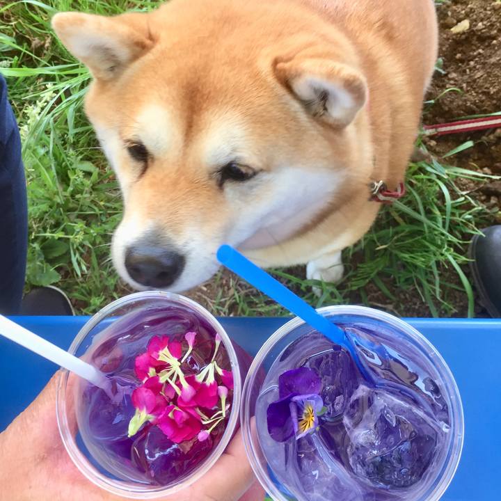 Ad2f1d71 bee1 4e57 80fa 2566920ce456 1524896116281