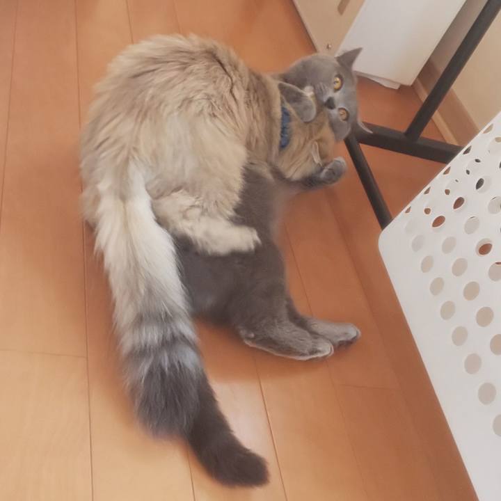 Ad301c22 ac3a 43f6 8c25 5f514c158d8c 1558589206934