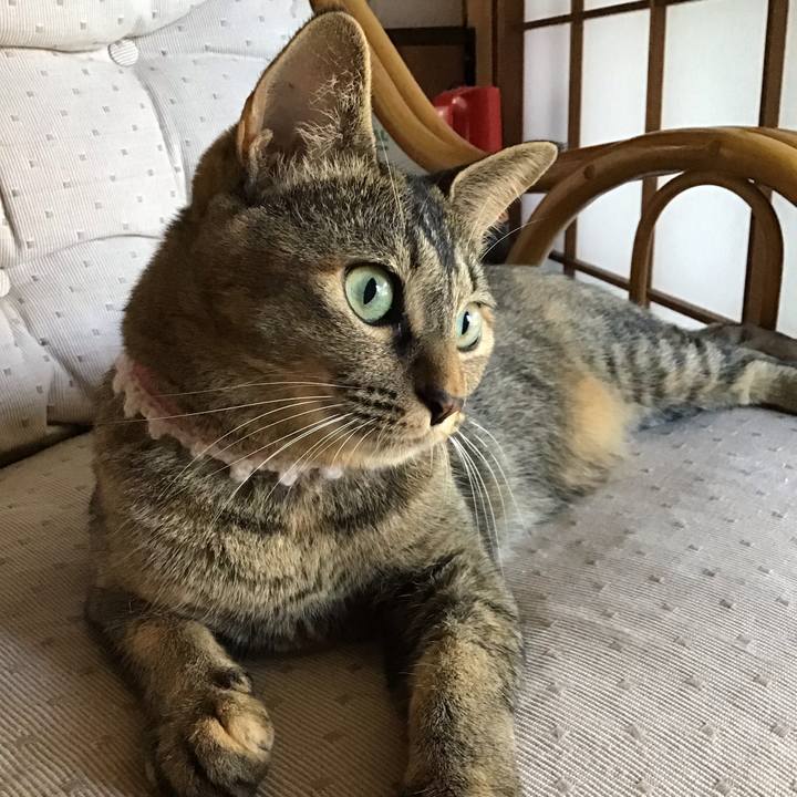 Ad30f51f 710e 44a3 8e98 5700a81278ee 1597539119309