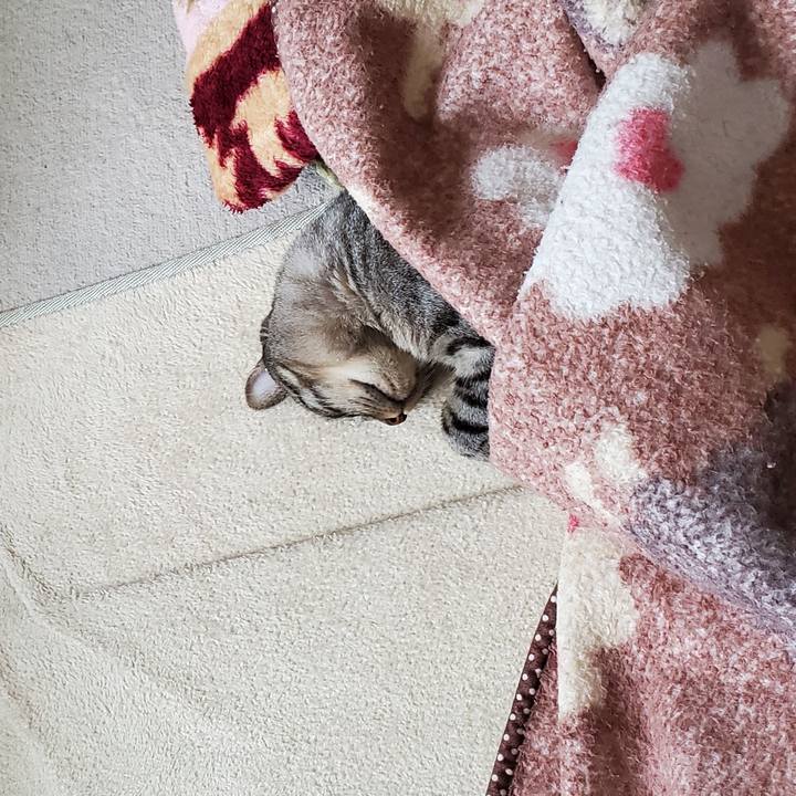 Ad373c8d 11e0 4217 9a24 7933077338d4 1697991787952