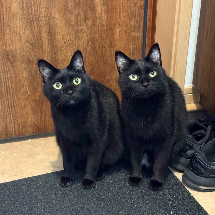 Ad3a8902 017a 45b5 ba70 e98a5b3aa611 1750892960322