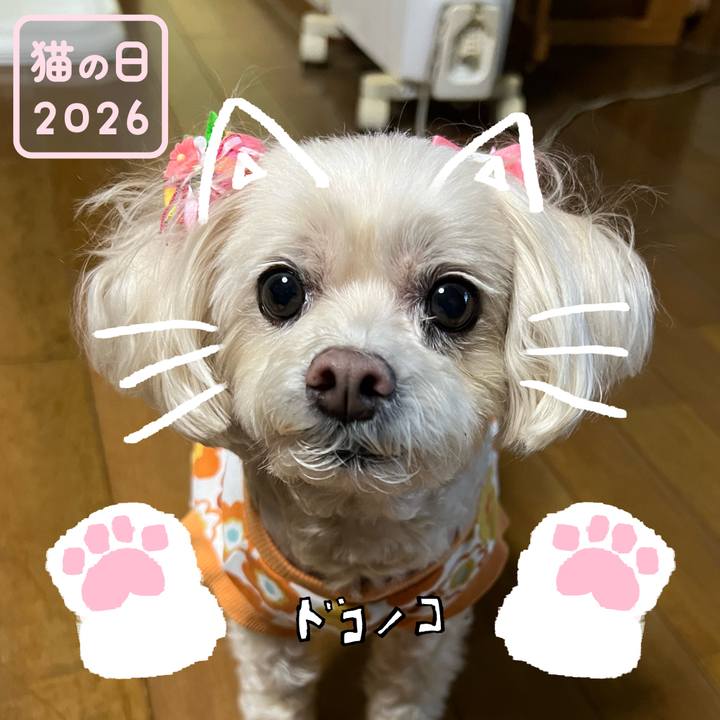 Ad3ed076 3068 41b5 91c8 a7c2a04c76fc 1771752271268