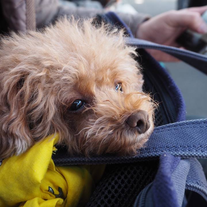 Ad3efc04 0d1c 4182 a116 789dc2378740 1511609232994