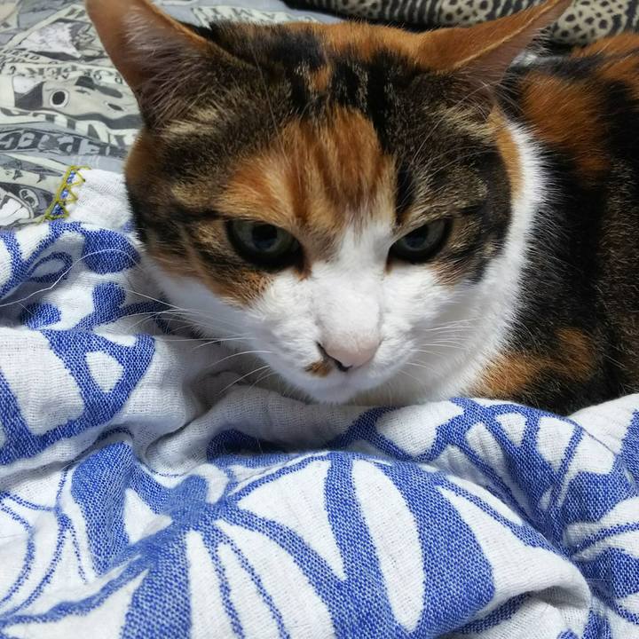 Ad41f2a7 83c9 4b98 8bda 35ca03802e41 1531171079448