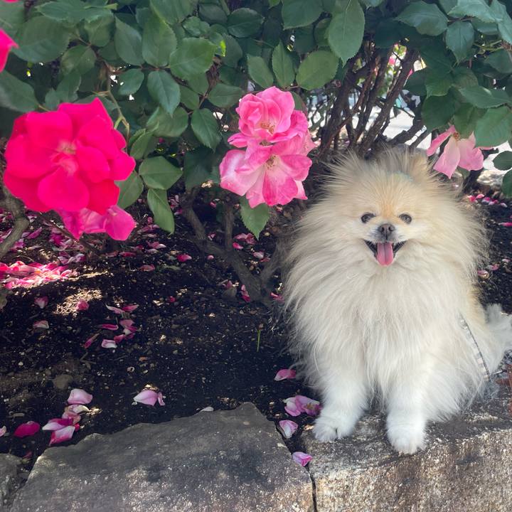 Ad4406f3 9161 4e5e a89c f3727ca269ba 1747125526005