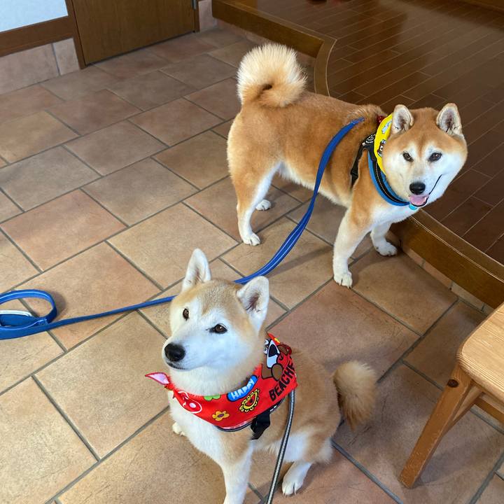 Ad4519f8 e1c3 45c2 8605 77c321bfc53a 1726663295955