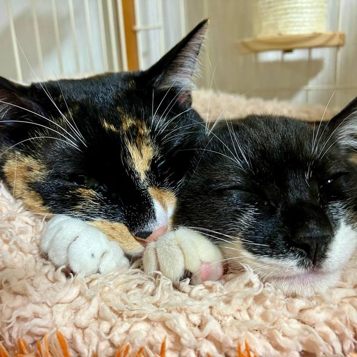 Ad474275 cf0c 46a3 b8bf 65082ff7a9dd 1763992445798