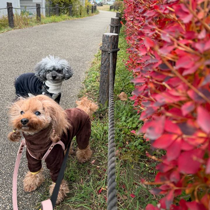 Ad48070c 4bbd 41ee 871c 344de8f0de88 1765754104385