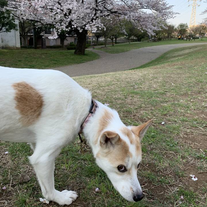 Ad49c80b 59b1 4729 bf92 e7b4b2dacd04 1617073693193