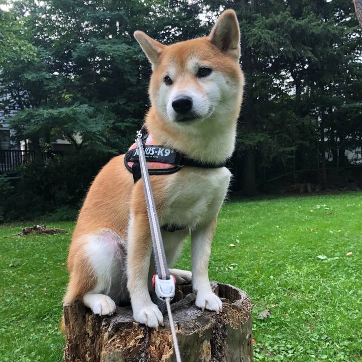 Ad4d0565 1a5d 4b3a 8cfb 85f3b430c4cd 1535516232623