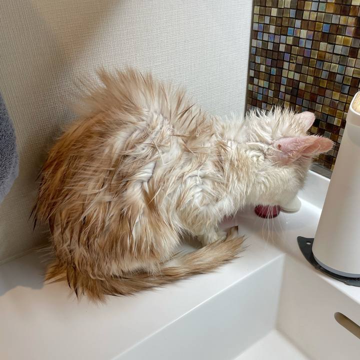 Ad5521c8 30a4 437b bd25 3d1c9900d64f 1767787979793