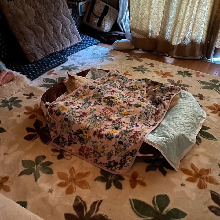 Ad5ad5c6 7085 45b0 8974 e2e3bf067dc9 1668721397869