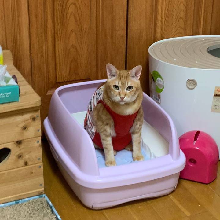 Ad680d75 8cd9 4dec a48d 21b08f0fbfb7 1583790388192