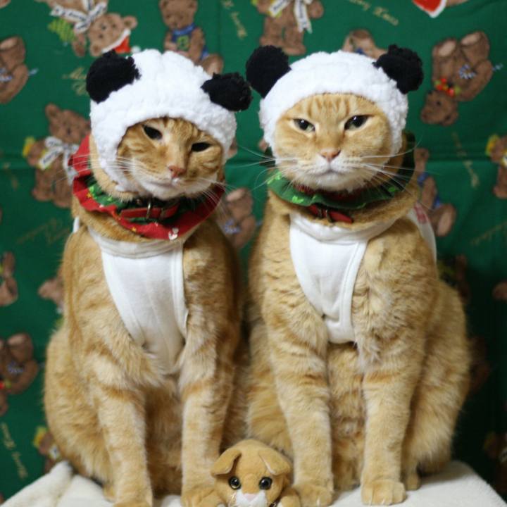 Ad69b996 11e7 470e b731 fba15d873141 1513609540865