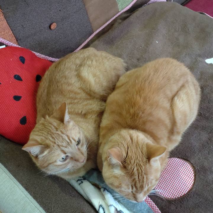 Ad70fd4c 5ae8 40e0 9444 0483e29adc46 1748506208456