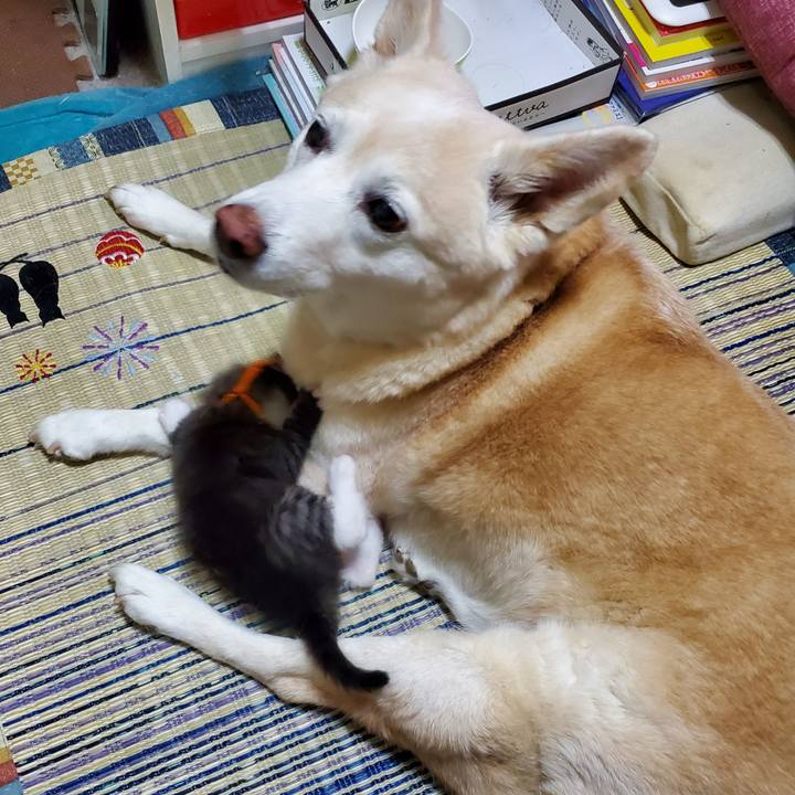 Ad72616b a636 4e9b 8548 e51ea3f96d10 1624503685364