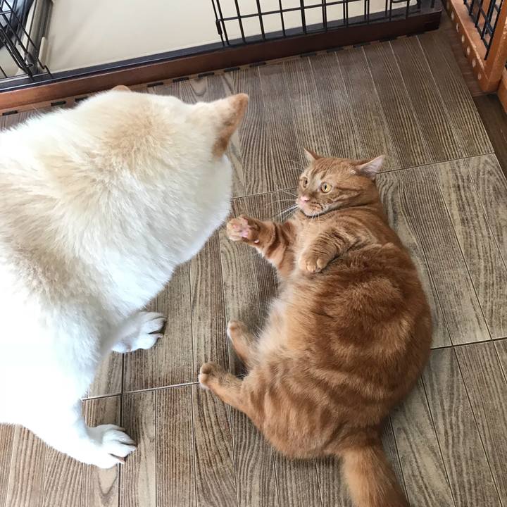 Ad7ad60f 91b8 41e2 aeeb 2bee3e3a1911 1532915898060