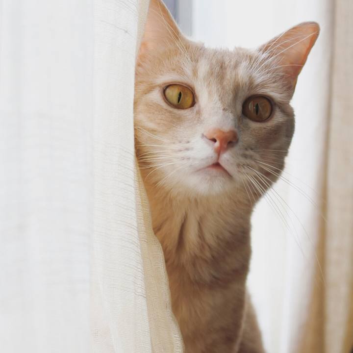 Ad7bb993 0e82 4e43 b0a5 a0637b814910 1596078994051