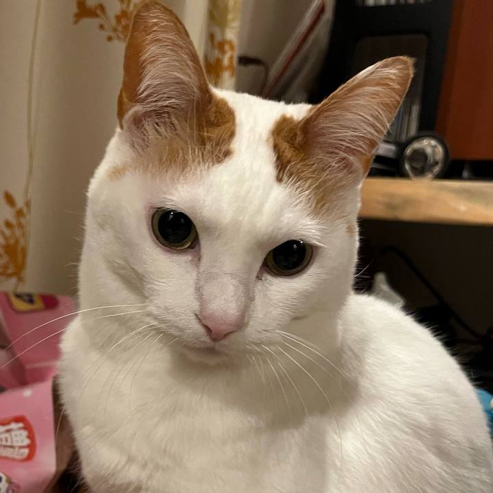 Ad808bcb 1a60 4cbf 947f 92a1726c2001 1772463686508