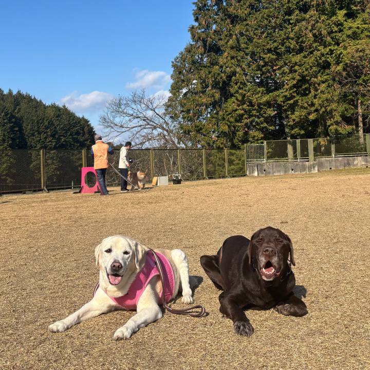 Ad8295d0 5b55 4970 b767 9fc1eed7de45 1765117033377