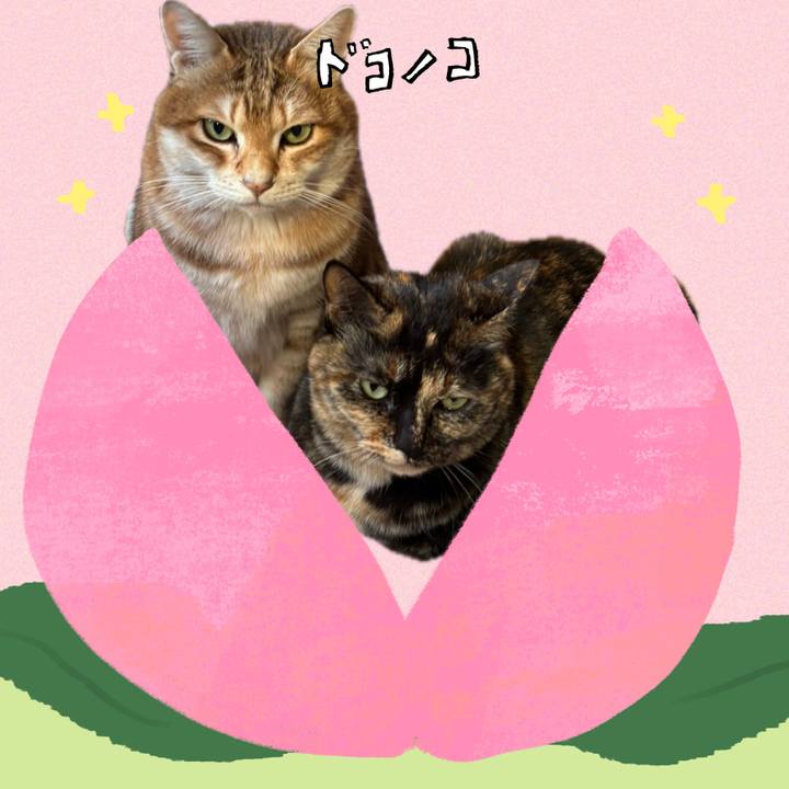 Ad833403 5df3 4cc3 b485 aff33facb1a9 1772503148171